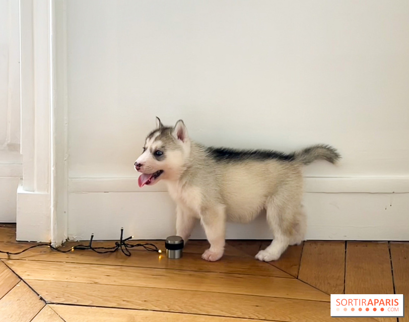 Puppy Yoga Paris, des séances de yoga tout en câlins avec d'adorables chiots 