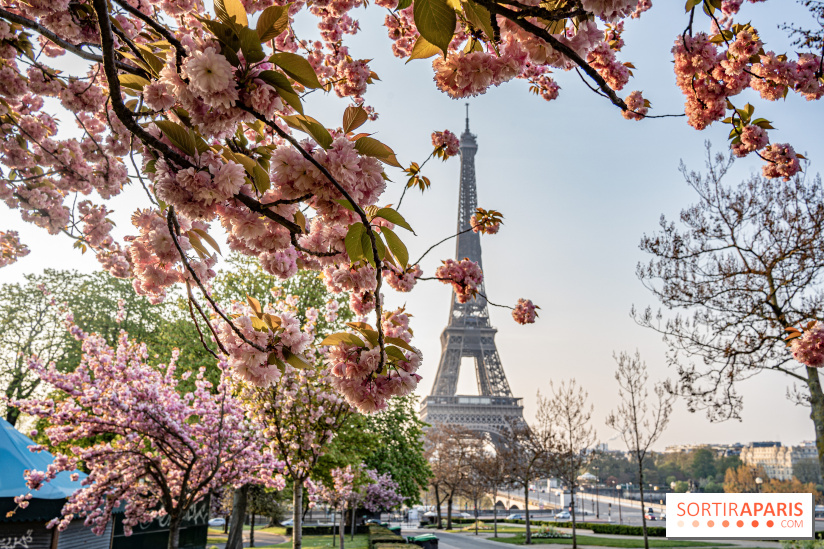 Visuel Paris Tour Eiffel cerisiers en fleurs
