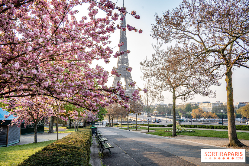 Visuel Paris Tour Eiffel cerisiers en fleurs