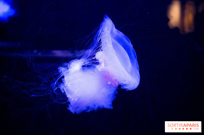 L'Aquarium de Paris ouvre son Médusarium