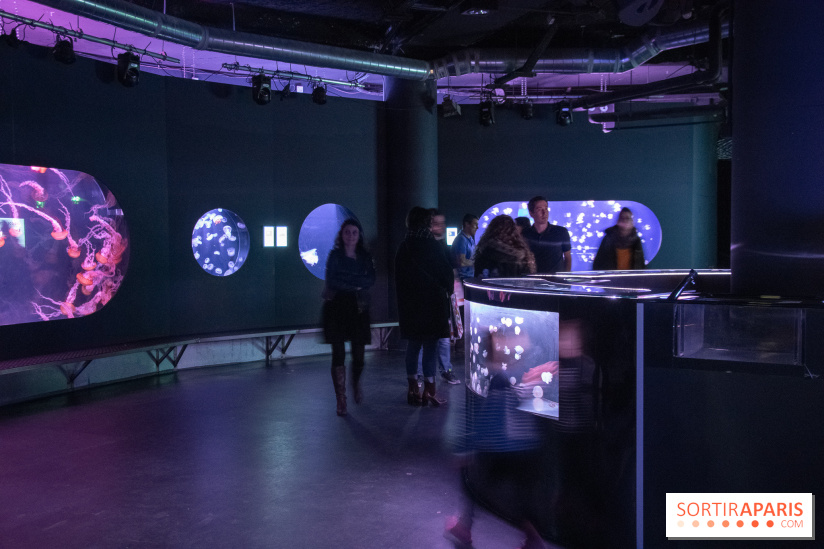 L'Aquarium de Paris ouvre son Médusarium