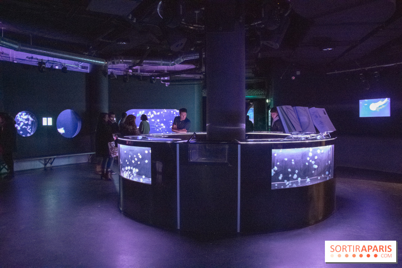 L'Aquarium de Paris ouvre son Médusarium