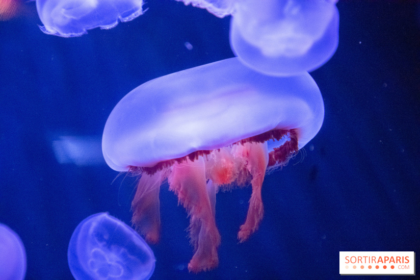 L'Aquarium de Paris ouvre son Médusarium