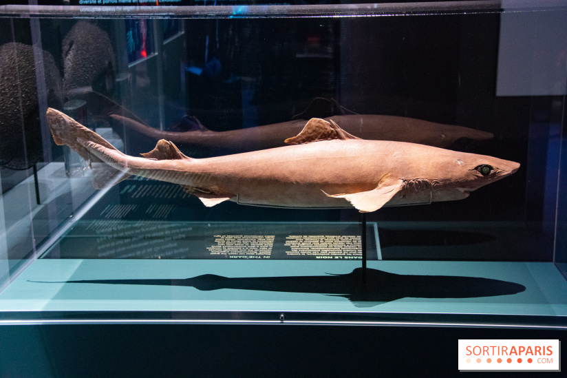 Océan, l'exposition à la Grande Galerie de l'Evolution