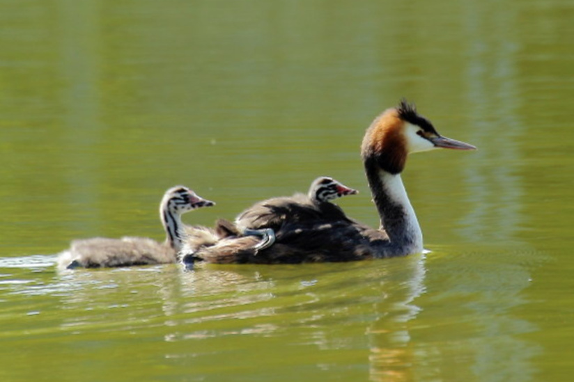 En mai, sortez et respirez dans les parcs départementaux de Seine-Saint-Denis !