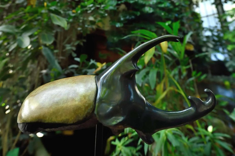 Carapaces et Sortilèges au Muséum d'Histoire Naturelle