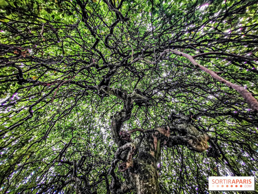 Le parcours des Arbres Admirables dans le domaine du château de Versailles
