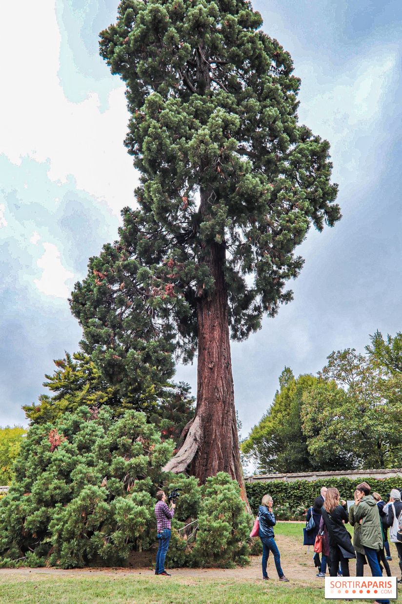 Le parcours des Arbres Admirables dans le domaine du château de Versailles