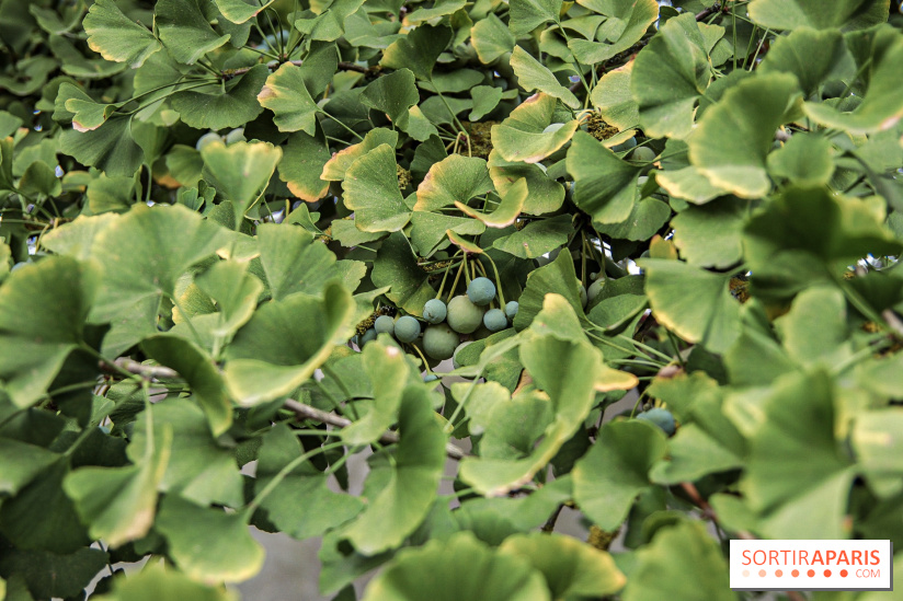Le parcours des Arbres Admirables dans le domaine du château de Versailles