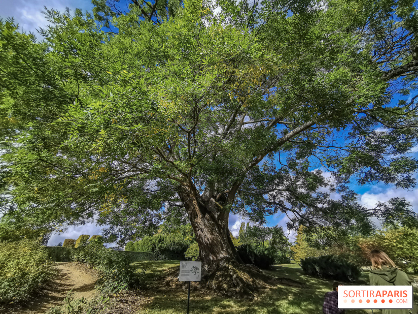 Le parcours des Arbres Admirables dans le domaine du château de Versailles