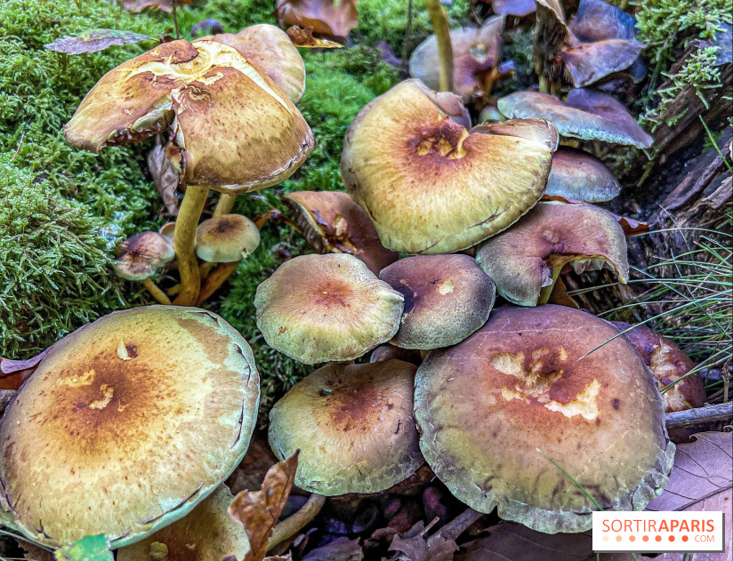 Cueillette des champignons : comment être sûr que notre récolte est comestible ?
