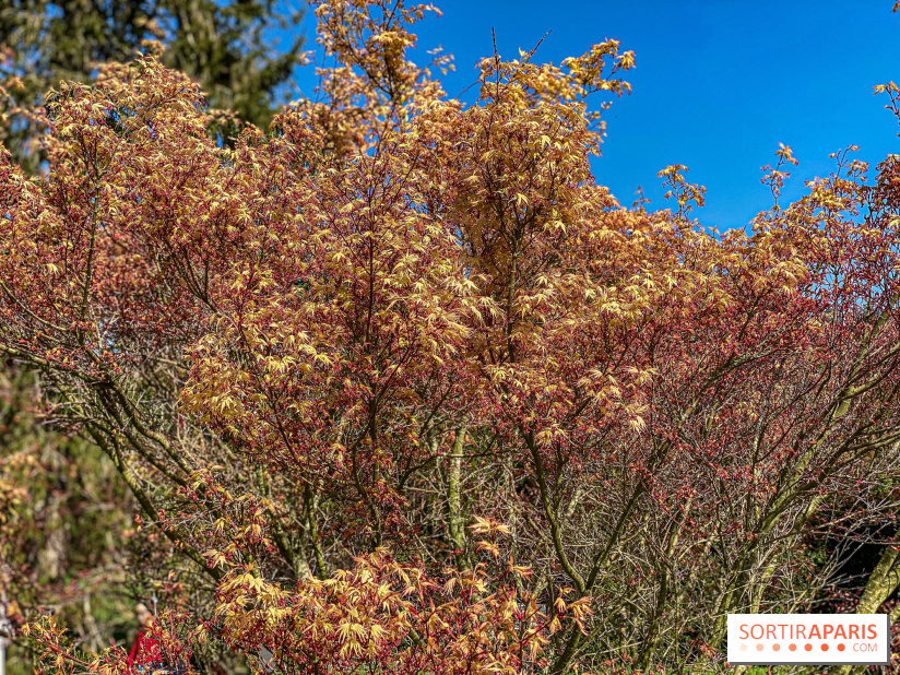 Les cerisiers et arbres en fleurs de l’Arboretum de Chevreloup