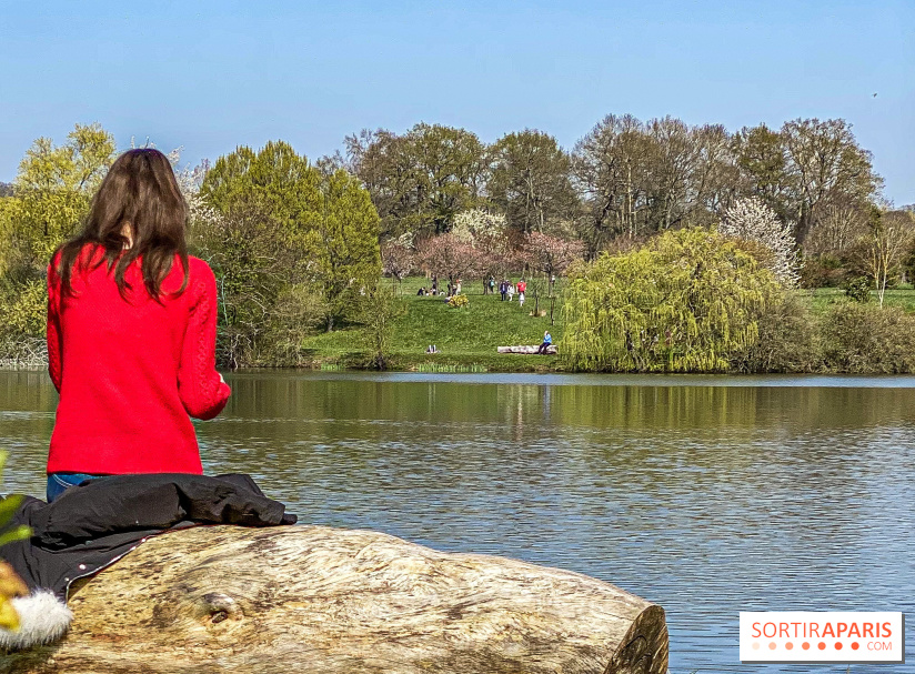 Les cerisiers et arbres en fleurs de l’Arboretum de Chevreloup