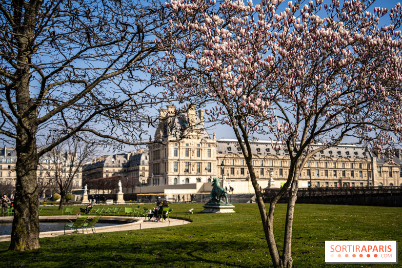 Cerisiers en fleurs à paris et aux alentours - Jardins des Tuileries - magnolias