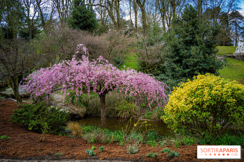 Cerisiers en fleurs à paris et aux alentours - Parc Montsouris
