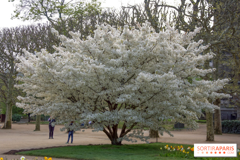 Cerisiers en fleurs à paris et aux alentours - Jardin des Plantes