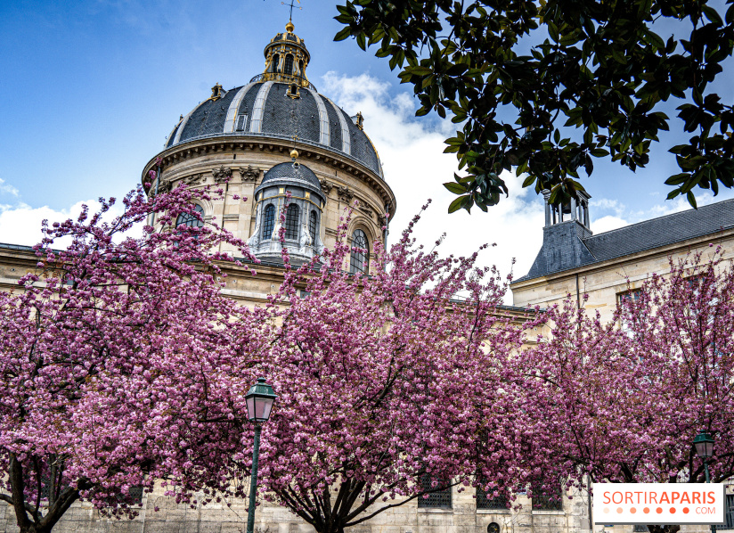 Visuel Paris Cerisiers en fleurs à paris et aux alentours - Square Gabriel Pierné
