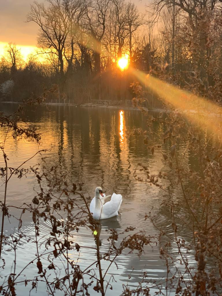 Rosa Bonheur de la Porte Jaune, les photos