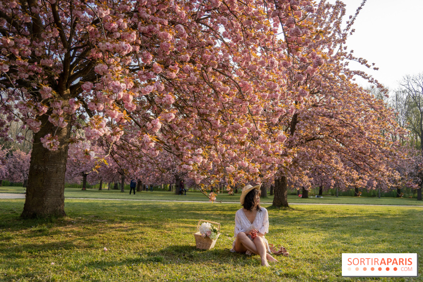Le Parc de Sceaux et ses cerisiers en fleurs