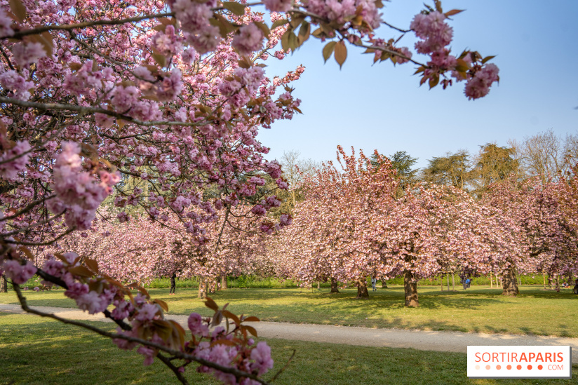 Le Parc de Sceaux et ses cerisiers en fleurs