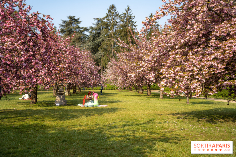 Le Parc de Sceaux et ses cerisiers en fleurs