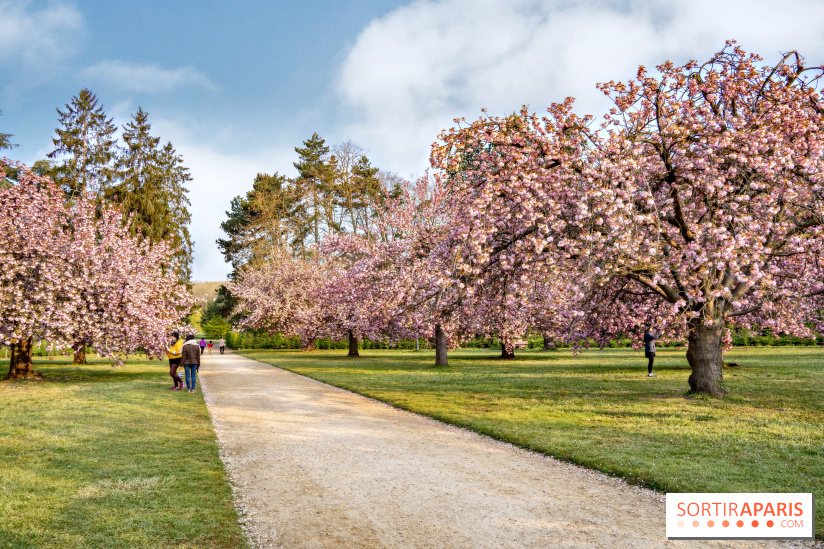 Le Parc de Sceaux et ses cerisiers en fleurs