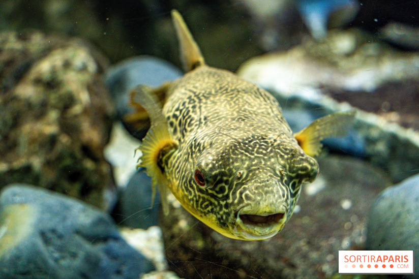 L'Aquarium Tropical de la Porte Dorée
