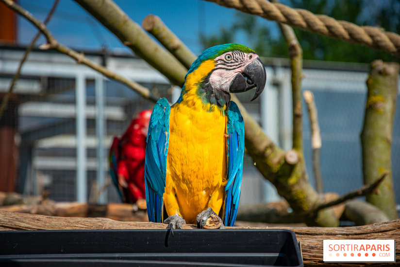 Parrot World, le parc animalier immersif d'Île-de-France