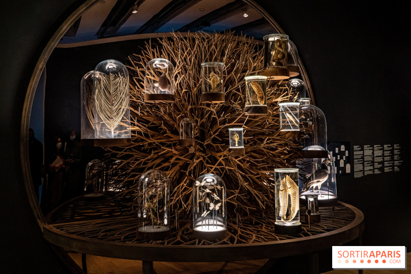 Exposition Aux frontières de l'humain au Musée de l'Homme