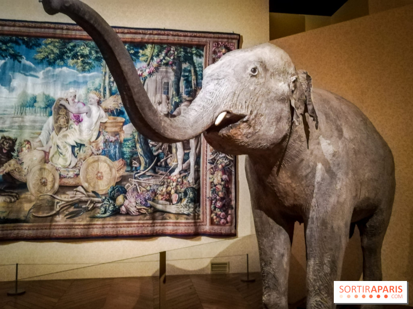 Les animaux du Roi, une exposition qui a du chien au Château de Versailles - nos photos
