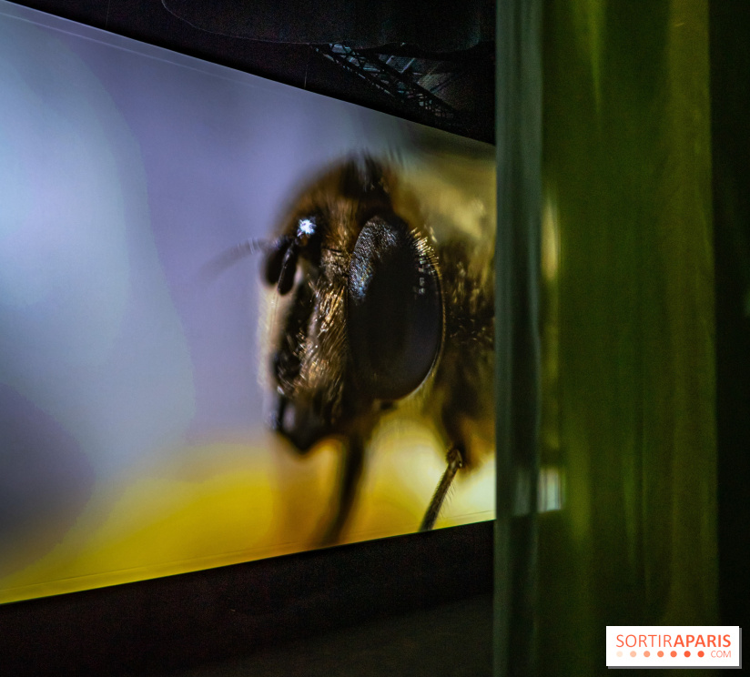 Photos : Odyssée sensorielle, l’expo immersive au Museum 