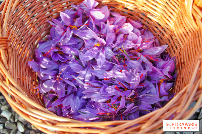 Des ateliers hors du temps pour cultiver le safran sur les toits de Paris