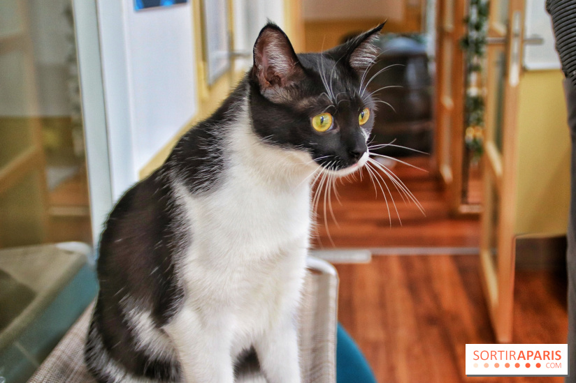 Le Moustache Pension, un hôtel pour chats douillet qui accueille vos compagnons à Paris