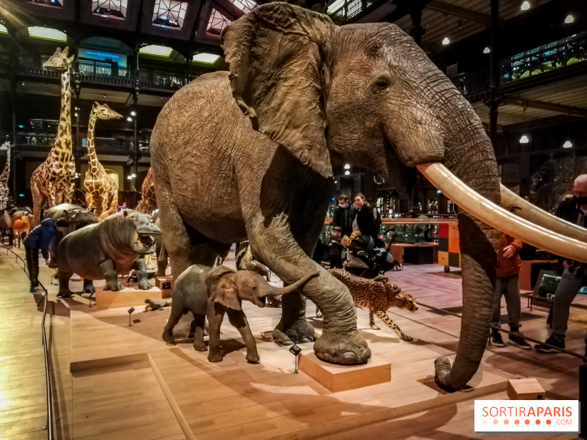 Visuels musée et monument intérieur muséum histoire naturelle
