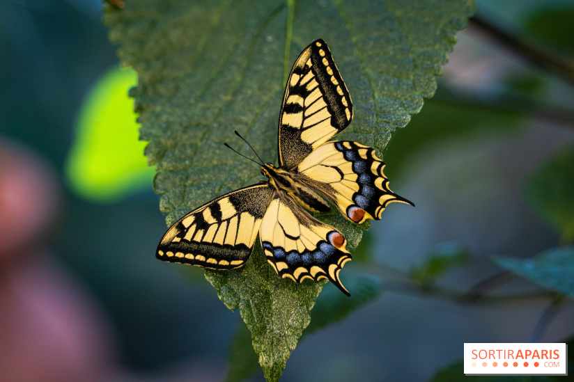 La Serre aux Papillons du Parc Floral 