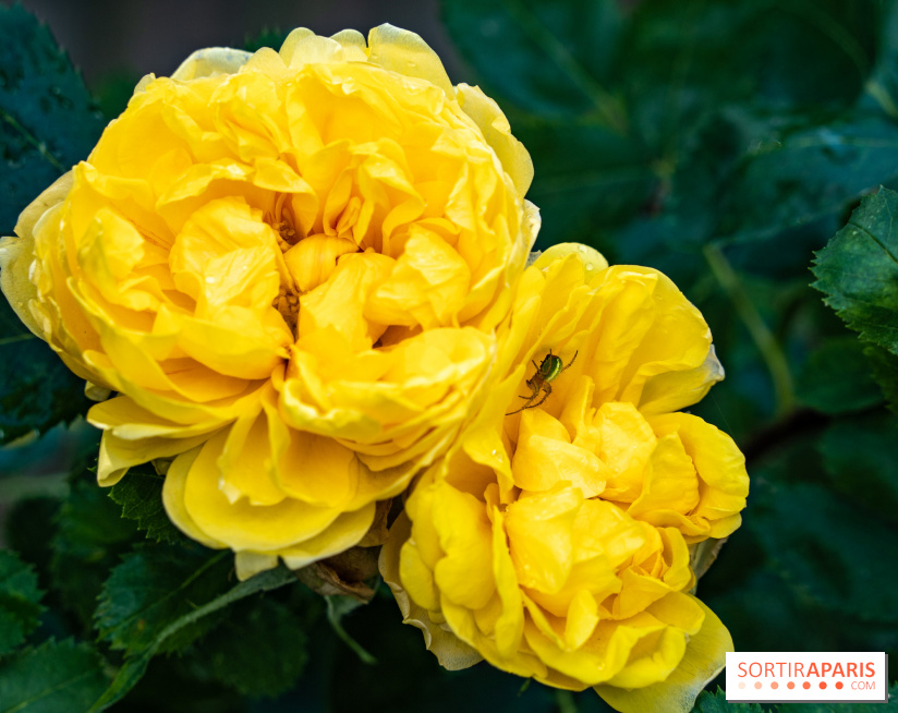 Photos : La Roseraie du val-de-Marne