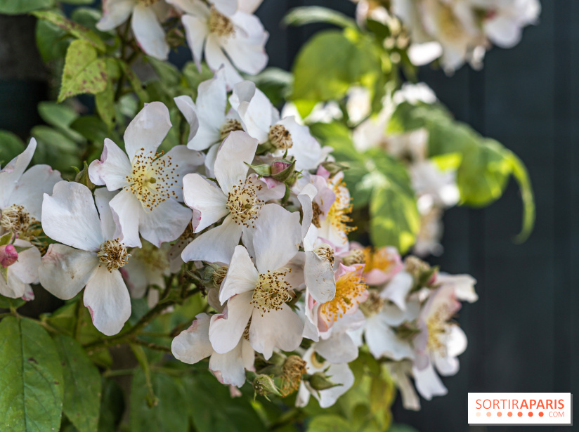 Photos : La Roseraie du val-de-Marne