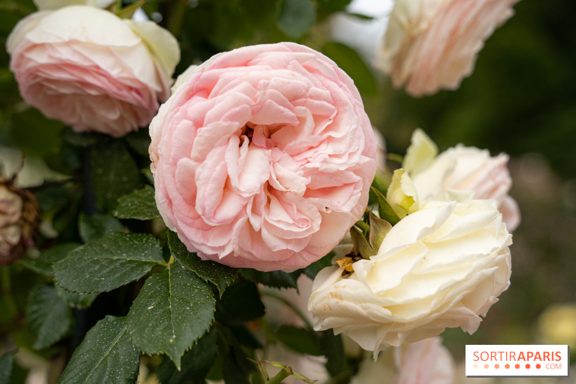 Photos : La Roseraie du val-de-Marne