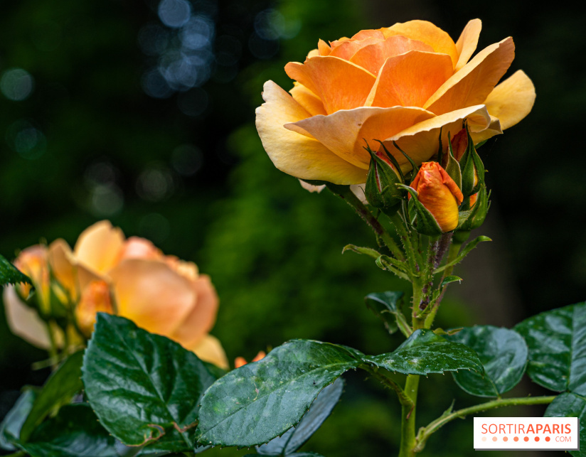 La Roseraie du Parc Lebaudy sur l'Ile de Puteaux