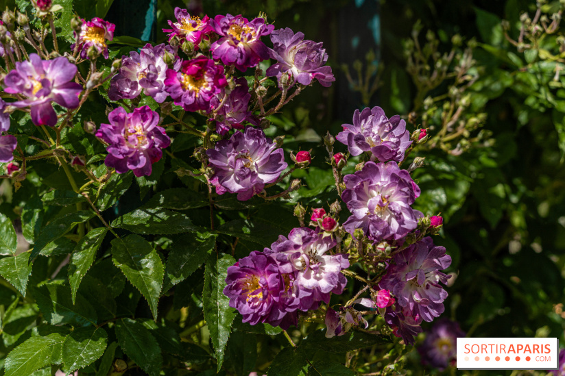 Photos La roseraie du Jardin des Plantes 