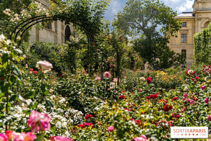 Photos La roseraie du Jardin des Plantes 