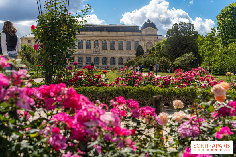Photos La roseraie du Jardin des Plantes