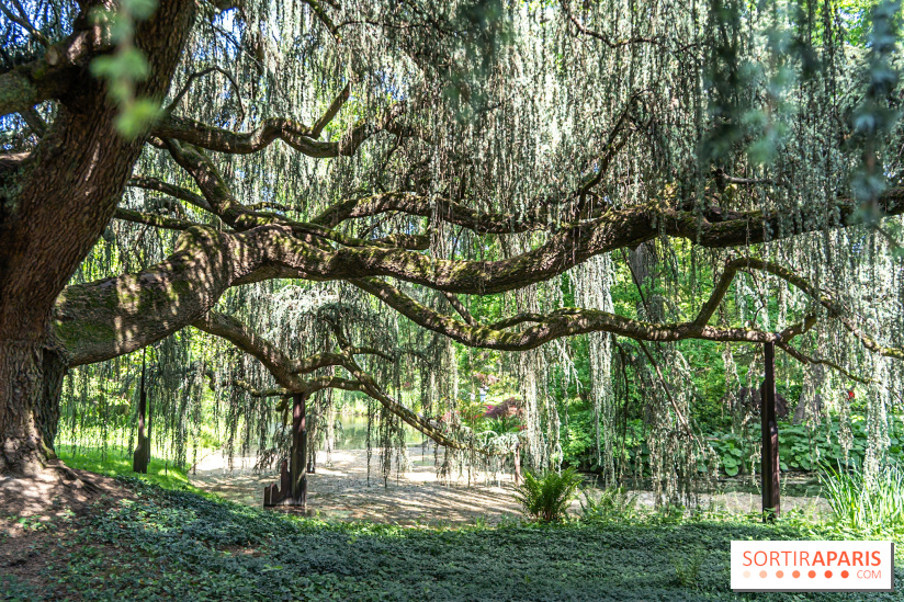 Arboretum de la Vallée-aux-Loups, une balade au milieu des arbres remarquables - A7C07793
