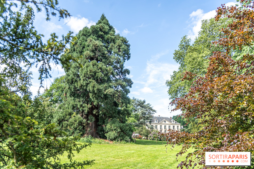 Arboretum de la Vallée-aux-Loups, une balade au milieu des arbres remarquables - A7C07784