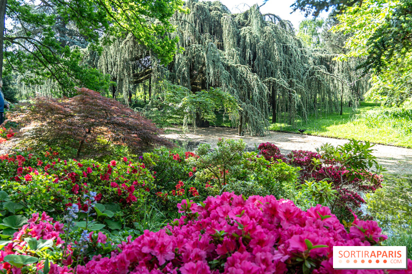 Arboretum de la Vallée-aux-Loups, une balade au milieu des arbres remarquables - A7C07775