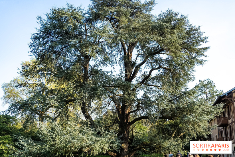 Arboretum de la Vallée-aux-Loups, une balade au milieu des arbres remarquables - A7C09399