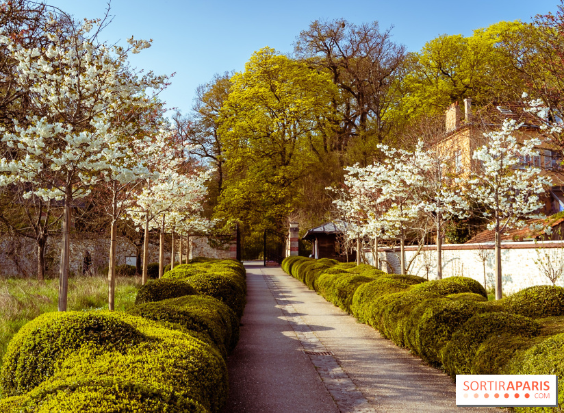 Arboretum de la Vallée-aux-Loups, une balade au milieu des arbres remarquables - A7C09411