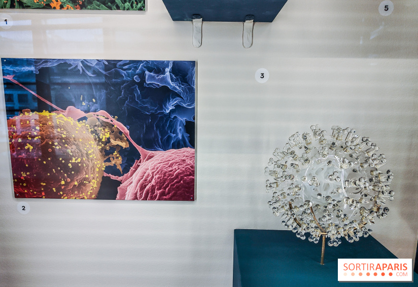 Micro mondes, une exposition à découvrir à la loupe au musée du Quai Branly, nos photos