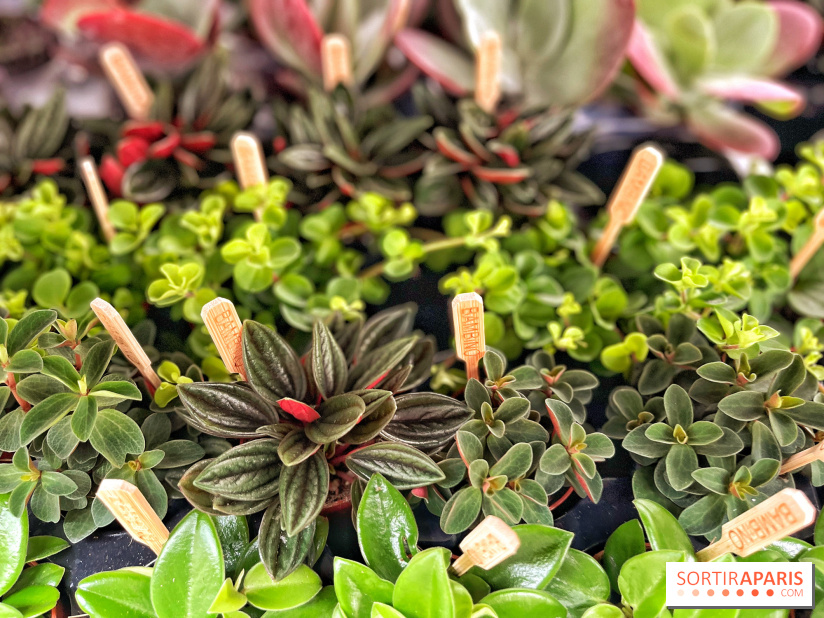 Plantes pour Tous, les prochaines ventes de plantes à partir de 2€ à Paris