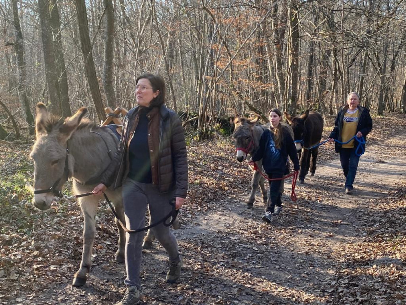 Les randonnées insolites de Fontânebleau, pour découvrir la forêt avec les ânes